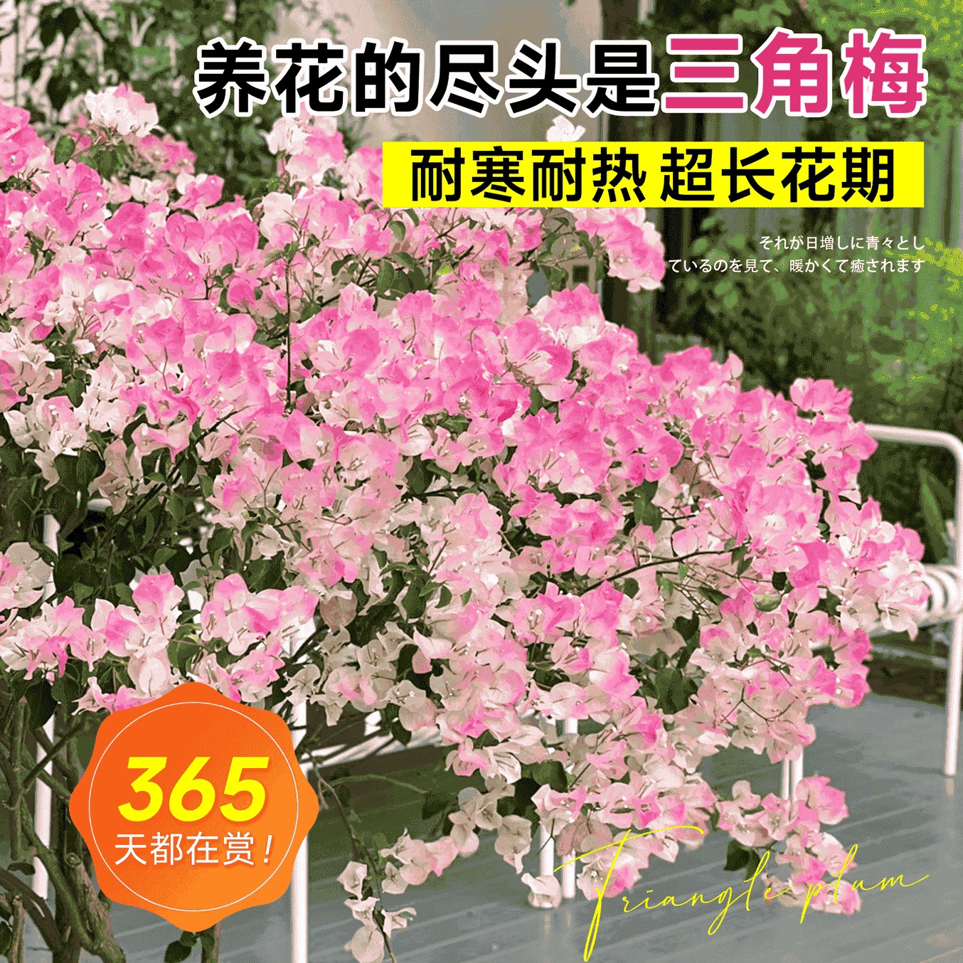 三角梅花树苗四季开花绿樱老桩盆栽特大苗庭院耐热云南紫勤花植物 - 图2