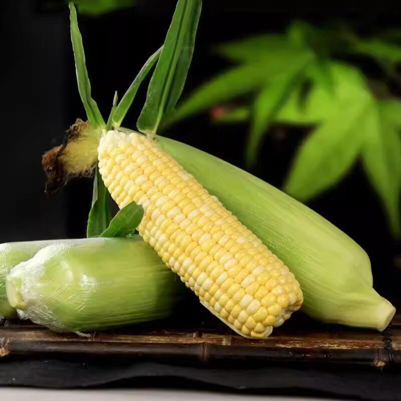 云南新鲜水果甜玉米现摘黄金玉米玉米可榨汁即食带皮香甜
