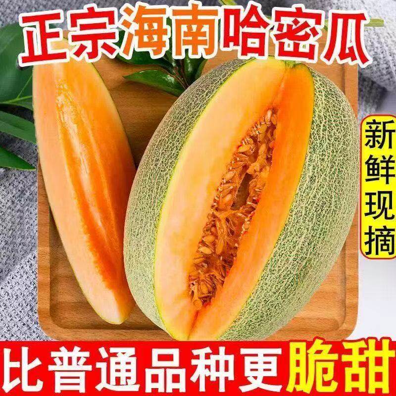 海南哈密瓜现摘产地直发正宗沙地网纹瓜西州蜜脆甜新鲜水果甜瓜