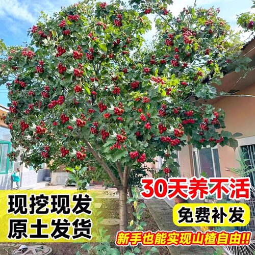嫁接北方山楂树活苗大金星南方种植矮化无籽甜山楂树苗当年结果树 - 图1