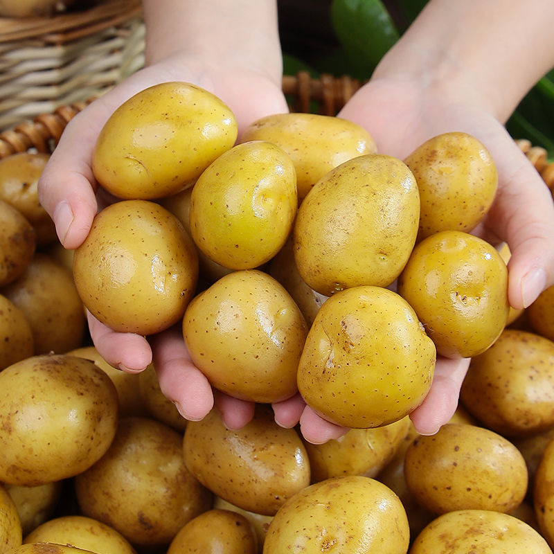 恩施小土豆新鲜现挖大土豆迷你高山洋芋马铃薯蔬菜批发产地 - 图3