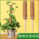 绿萝柱椰棕棒龟背竹支架爬藤植物支撑绿植盆栽支撑杆棕榈柱固定