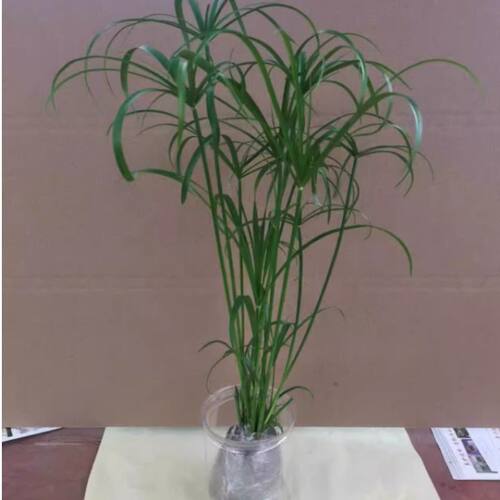 水培植物水竹盆栽旱伞草风车草水生鱼缸养挺水植物庭院棕竹 - 图1