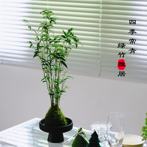 水培七彩石斛兰米竹苔藓球带花姬月季盆栽懒人好养绿植室内花卉 - 图2