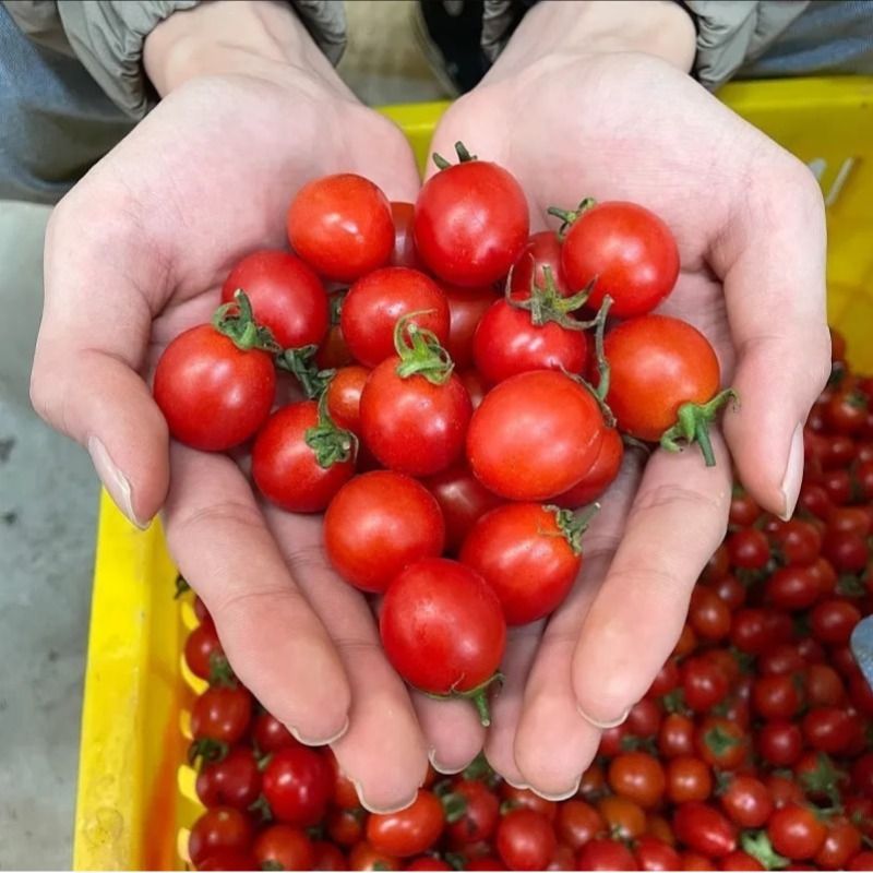 广西圣女果小番茄5斤新鲜樱桃小西红柿蔬菜孕妇水果现摘现发包邮 - 图1