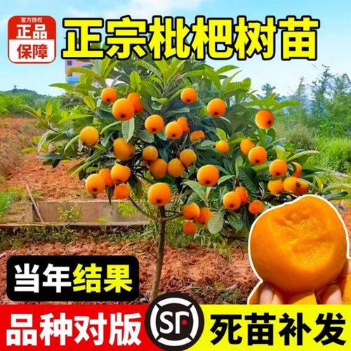 大五星枇杷苗树琵琶果树苗嫁接苗盆栽南方水果树果苗超甜种植大果 - 图1