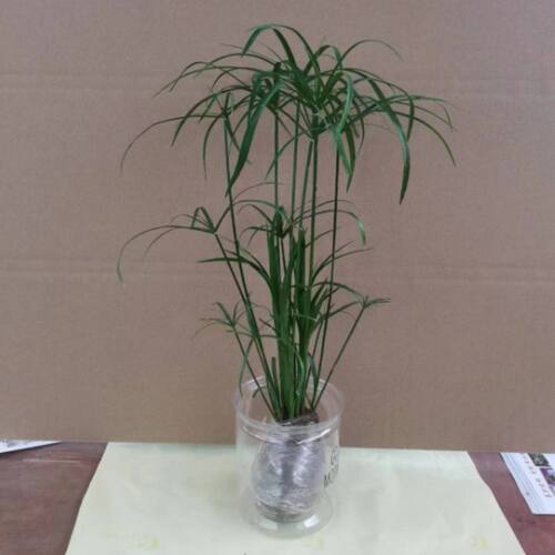 水培植物水竹盆栽旱伞草风车草水生鱼缸养挺水植物庭院棕竹 - 图0