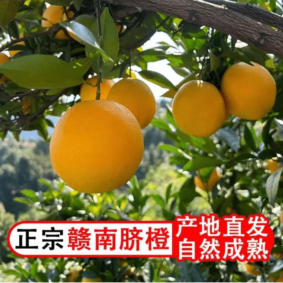 正宗江西赣南脐橙新鲜橙子10斤大果当季孕妇水果赣州产地直发果农