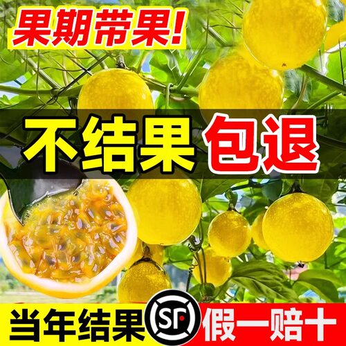 特大百香果苗钦蜜9号黄金百香果树广西嫁接苗四季盆栽芒果芭乐 - 图1