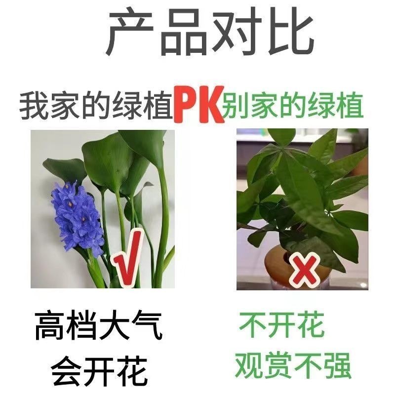 招财元宝四季开花净化空气绿植办公室桌面花卉水养植物客厅庭院 - 图2