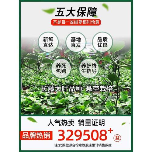 绿萝室内盆栽净化空气大叶绿萝花卉植物水培绿萝长藤绿萝批发 - 图2