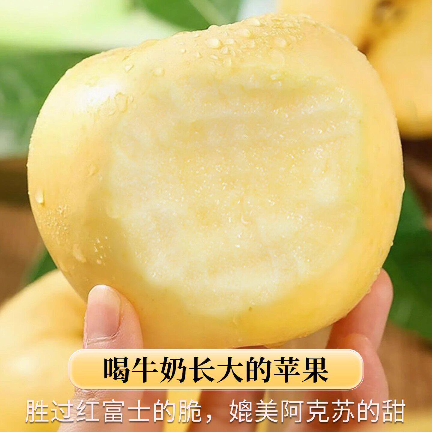 黄金奶油富士苹果烟台水果新鲜当季整箱冰糖心批发正宗包邮