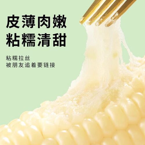 东北白糯玉米香甜拉丝粗粮独立包装甜糯玉米白玉米新鲜香糯外出 - 图1
