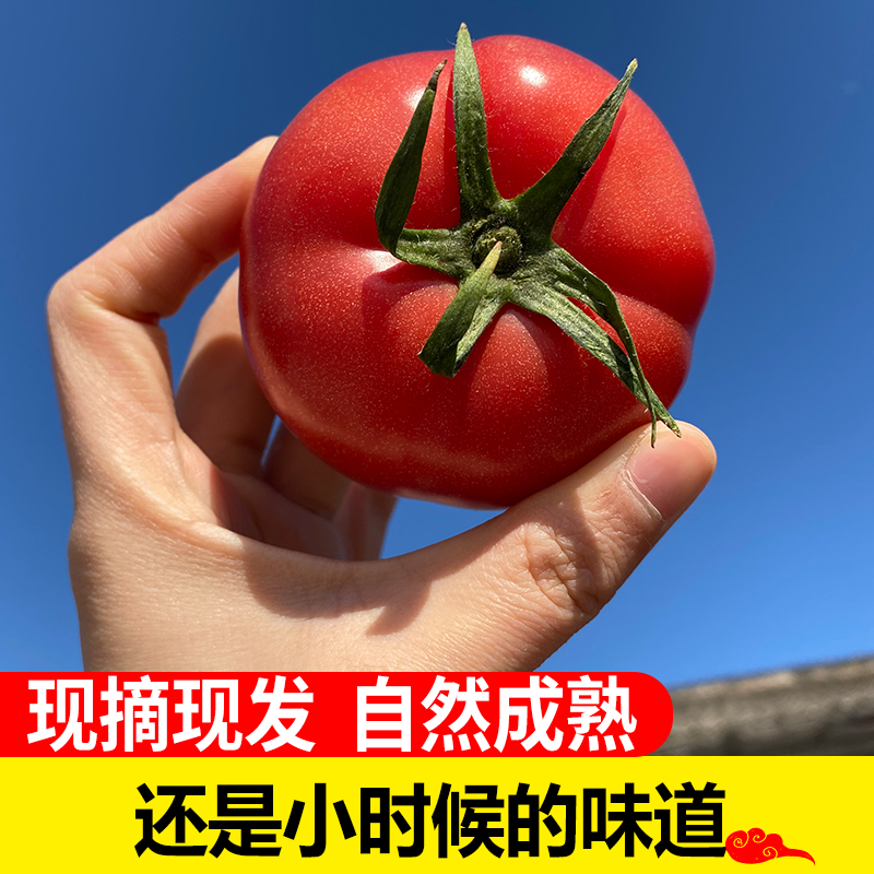 山西现摘沙瓤普罗旺斯西红柿整箱新鲜蔬菜生吃水果农家蔬菜番茄 - 图2