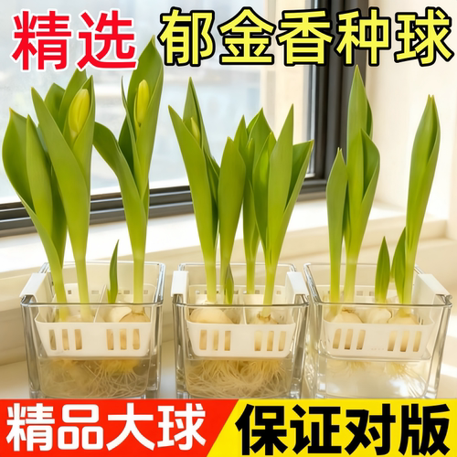 郁金香种球水培花卉定植篮室内花植物四季种子土水养好活盆栽花苗 - 图0