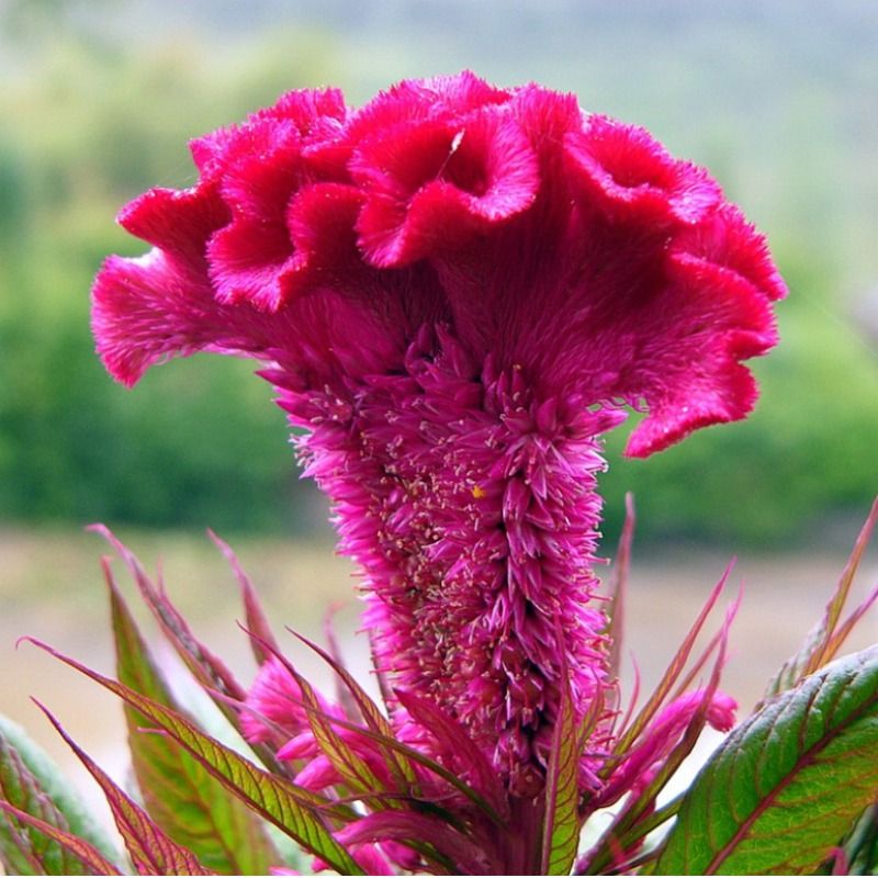 种子大花鸡冠花花籽庭院花卉四季开花易活花苗百日除虫重瓣蜀葵 - 图2