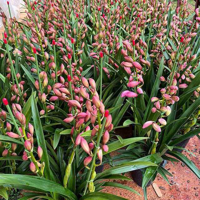 Classic pink cymbidium, southern and northern cold-resistant indoor decorative potted flowers