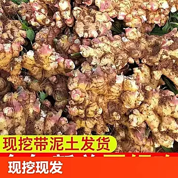 现挖云南生姜小黄姜4.5斤装[7元优惠券]-寻折猪