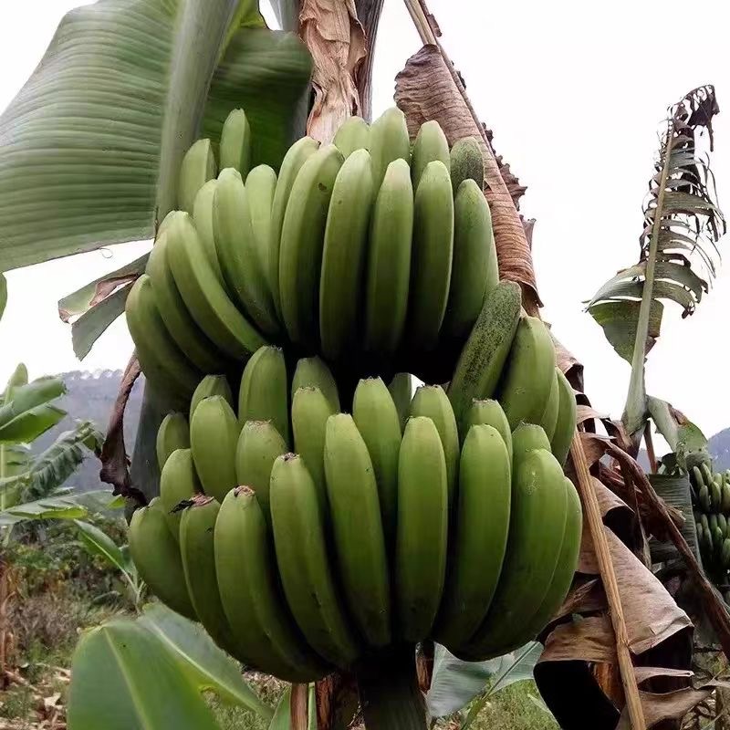 云南新鲜高山青香蕉现摘现发大香蕉水果自然熟banana芭蕉可食用 - 图1