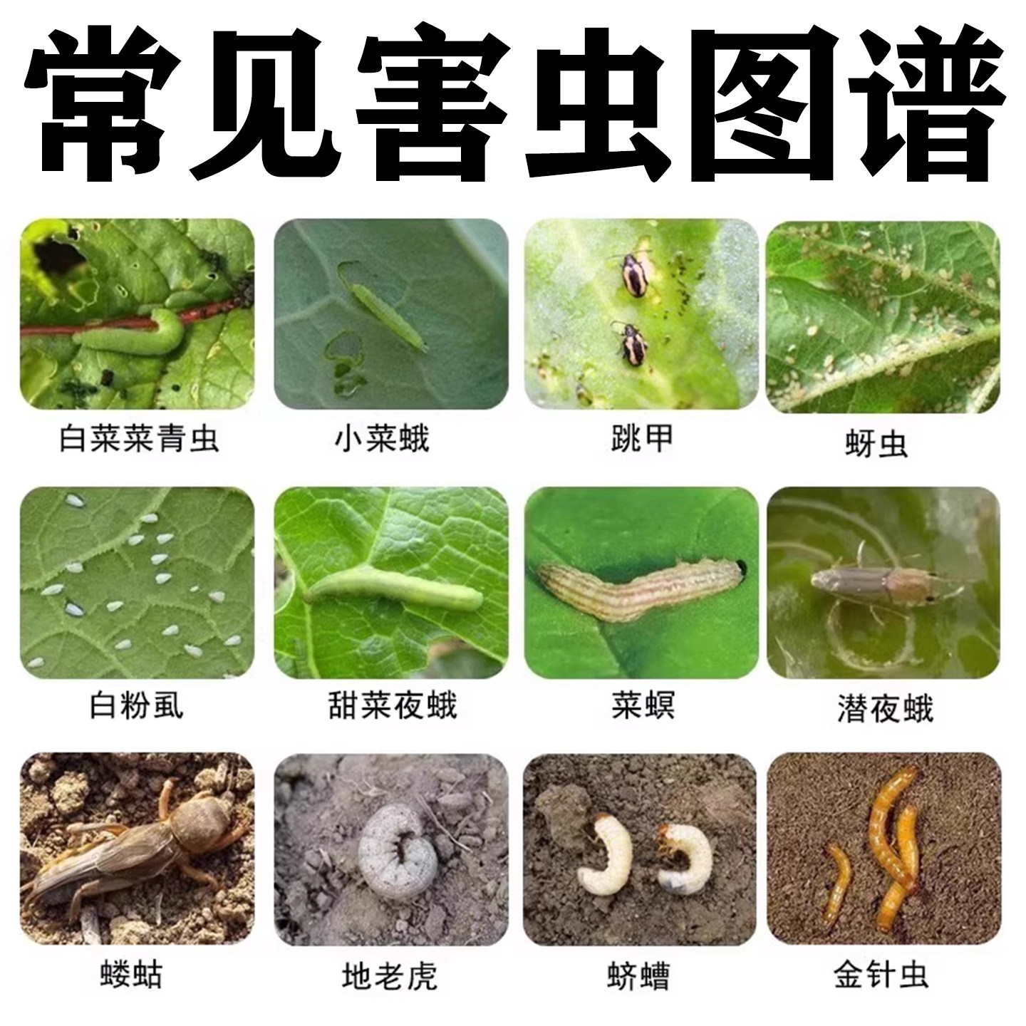 百虫清蔬菜专用杀虫无毒菜园强力除蚜虫菜青虫蚧壳虫专杀菜地正品,淘宝优惠券,粉丝福利购,淘宝优惠卷