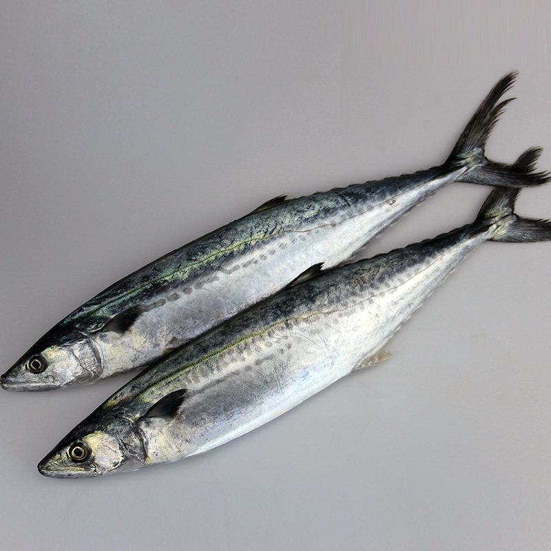 青岛大鲅鱼海捕新鲜冷冻马鲛鱼海鱼海鲜整条燕鲅鱼水产马鲛鱼,淘宝优惠券,粉丝福利购,淘宝优惠卷