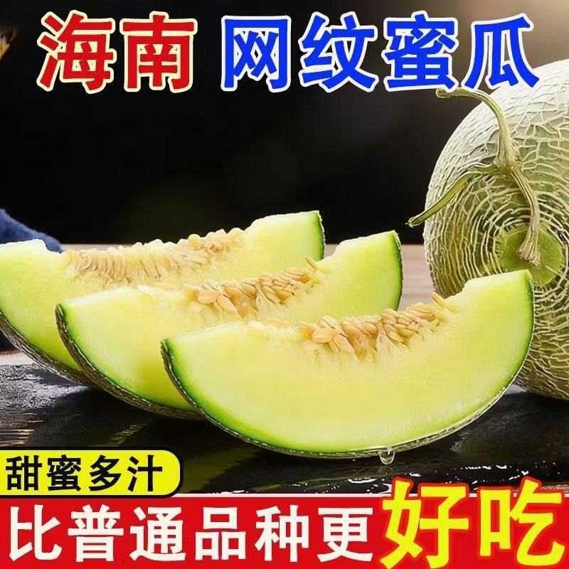 【网纹直营】正宗网纹蜜瓜青钢瓜一藤一瓜当季新鲜水果网纹瓜甜瓜