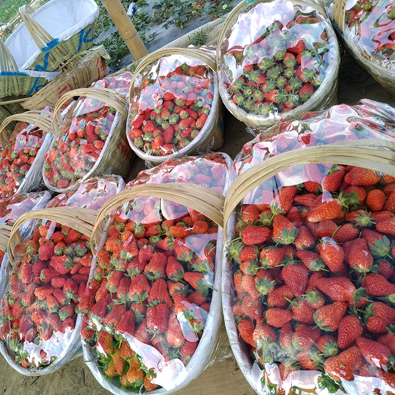 新鲜草莓露天孕妇水果当季甜红颜牛奶奶油梅现摘现发99冬草莓,淘宝优惠券,粉丝福利购,淘宝优惠卷
