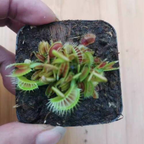 捕蝇草盆栽食虫植物驱蚊草苗多肉植物猪笼草食人花绿植花室内驱虫 - 图0