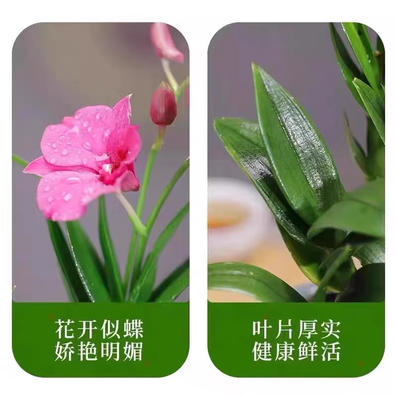 带花苞红泼墨石斛兰花苗室内水培苔藓球好养花卉绿植桌面盆栽客厅 - 图2