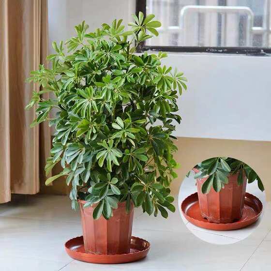 Flower pot tray plastic flower tray thickened flower pot base