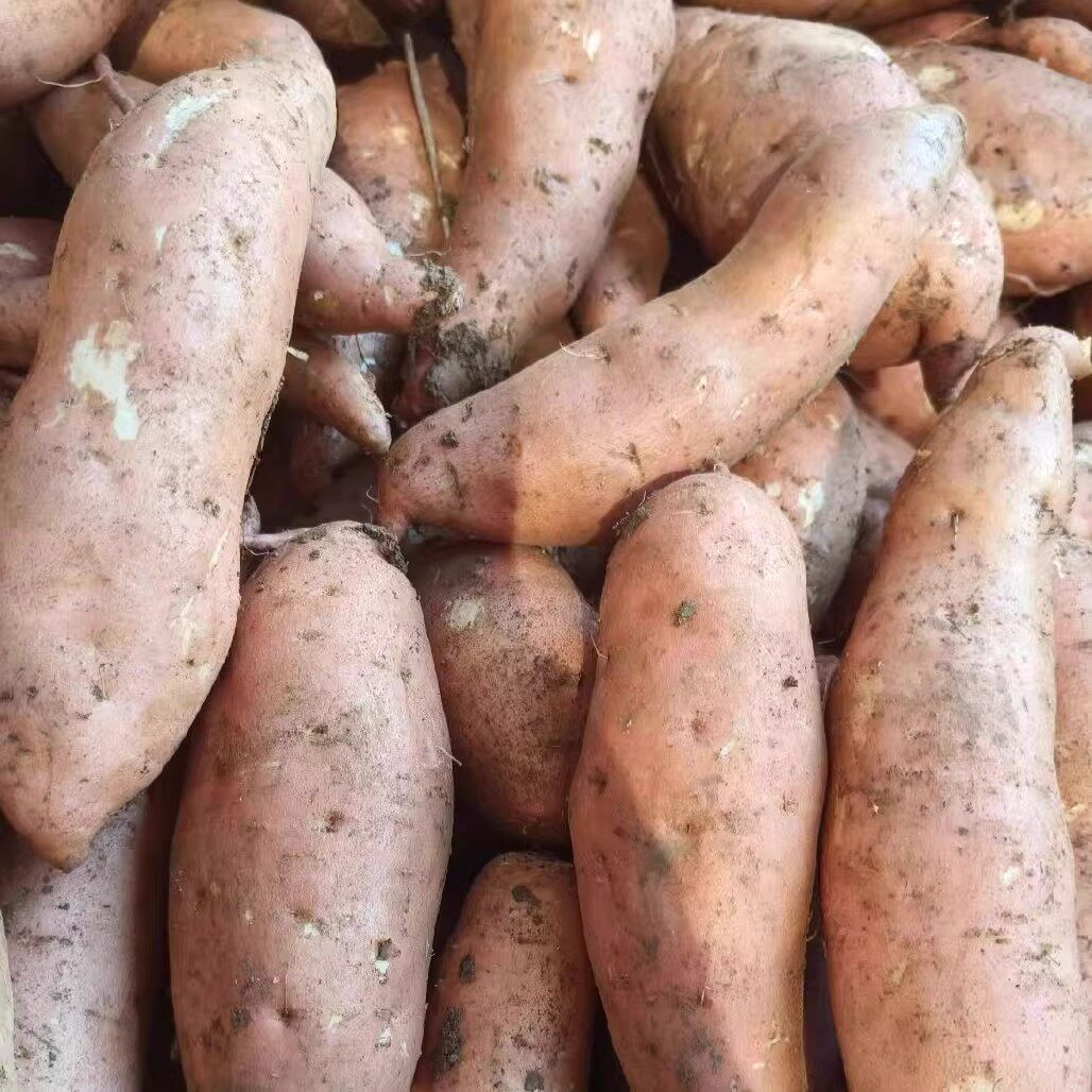 红薯新鲜沙地蜜薯板栗糖心地瓜香薯山芋农家自种红皮黄心番薯软糯