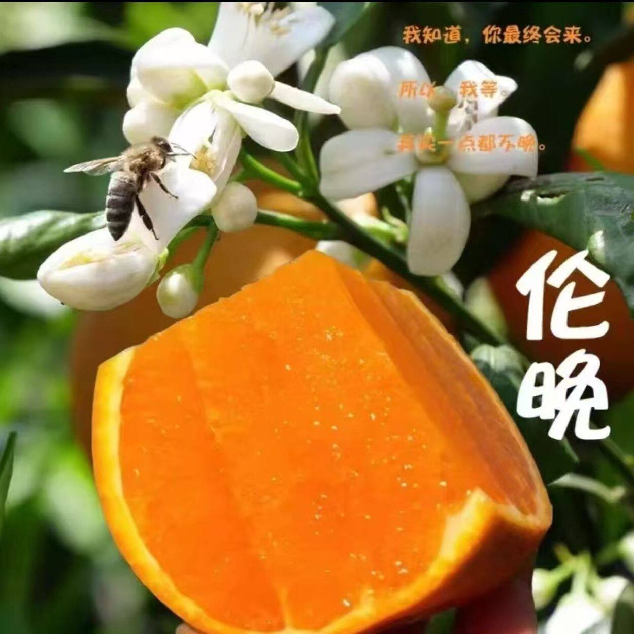 正宗伦晚脐橙新鲜橙子9斤当季水果整箱包邮秭归果冻甜橙大现摘