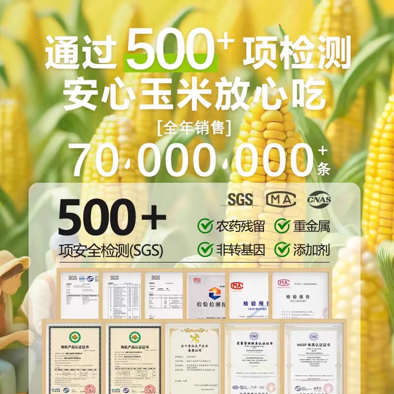 金沃瑞丰白糯玉米新鲜糯玉米非转基因粘玉米棒非即食代餐东北苞米