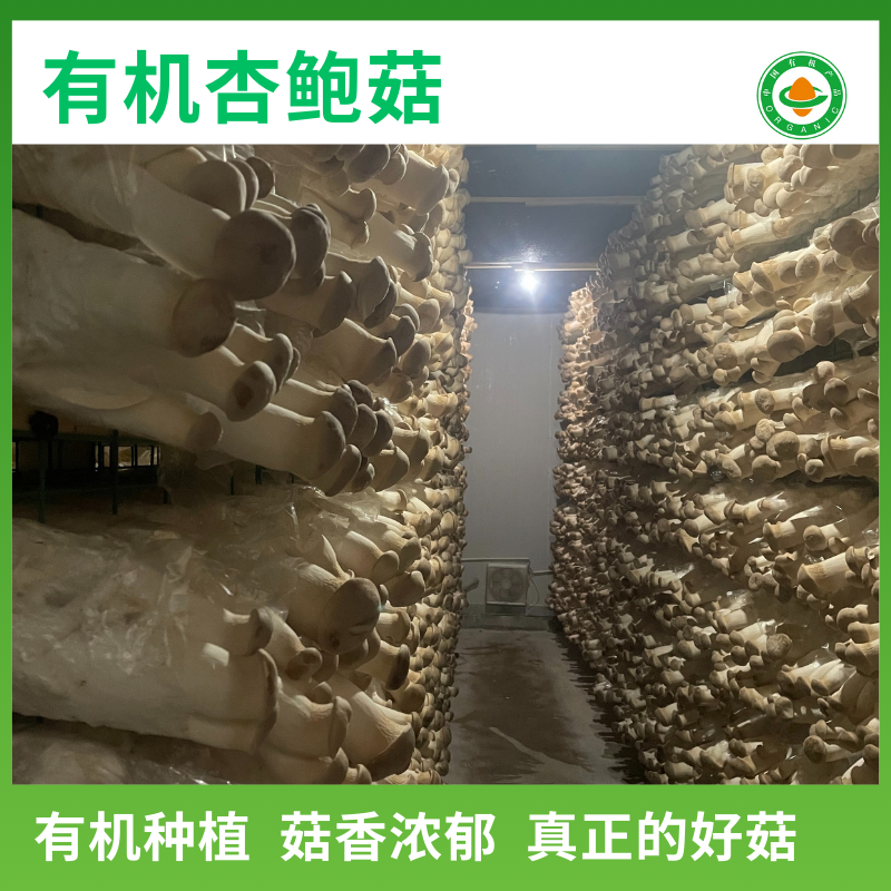 【有机蔬菜】新鲜大粒杏鲍菇鸡腿菇烧烤火锅食材蘸酱菜云南新鲜菜,淘宝优惠券,粉丝福利购,淘宝优惠卷