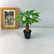 Money tree potted indoor green plants | Thousands of people purchased more