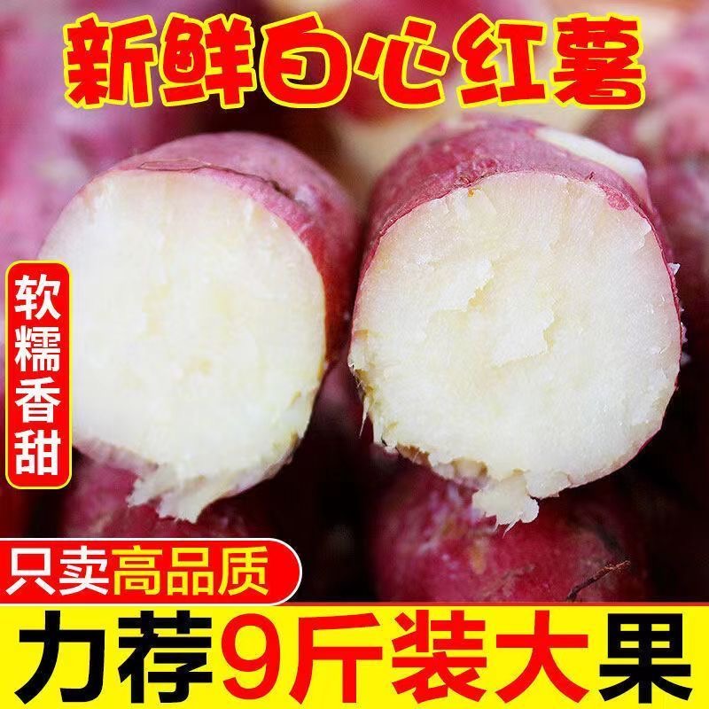 哈密冰糖薯糖心蜜薯4.5斤白心薯番薯香薯农家烤地瓜白雪公主精选 - 图1