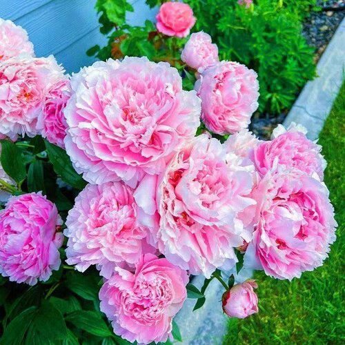 【带芽发货】重瓣芍药花苗浓香花卉正宗观赏芍药牡丹四季开花好养 - 图3