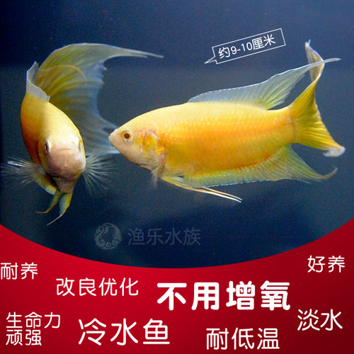 中国斗鱼活体黄色斗鱼黄金改良普叉巨普冷水鱼旁皮叉尾淡水观赏鱼 - 图0