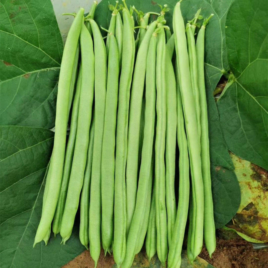 无筋小金豆种子豆仁甜脆青豌豆种籽春四季豆蔬菜孑农用豆角籽种孑