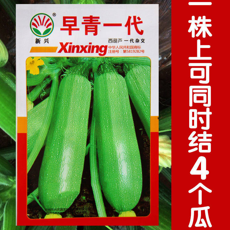 早熟杂交西葫芦种子西葫种籽占瓜菜茭瓜籽种西湖瓜春季秋季四季播_虎窝淘