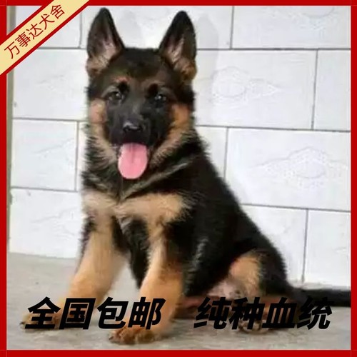 纯种德牧幼犬大型犬警犬弓背黑背幼崽狼狗德国牧羊犬幼犬宠物狗狗 - 图0