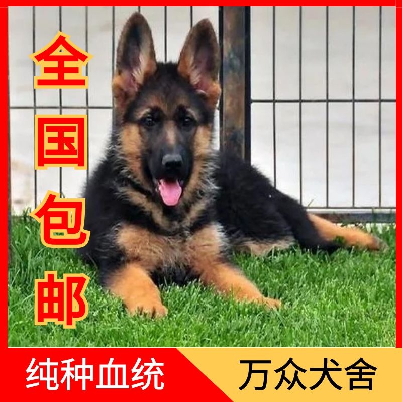 纯种德牧幼犬大型犬看家犬弓背犬黑背幼犬狼狗幼犬德国牧羊犬幼犬 - 图1