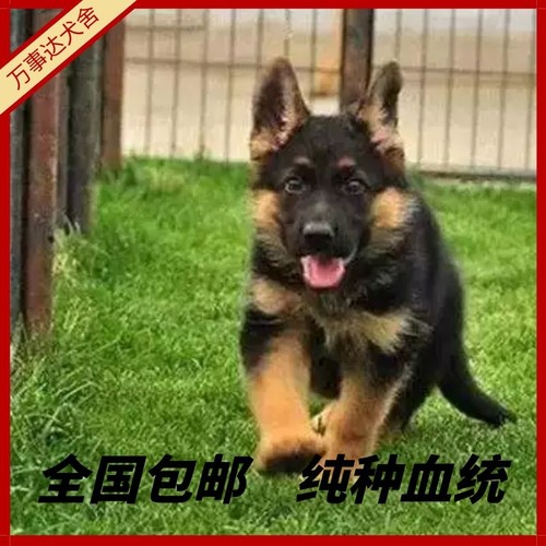 纯种德牧幼犬大型犬警犬弓背黑背幼崽狼狗德国牧羊犬幼犬宠物狗狗 - 图1