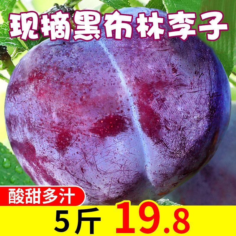 雨璐旗舰店陕西新鲜黑布林李子孕妇新鲜水果10斤应当季脆甜多汁非三华李西梅0