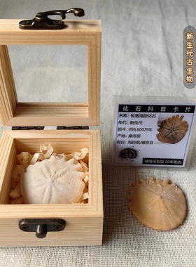 古生物沙币沙钱海胆化石节日礼物