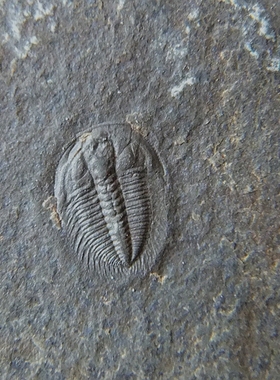 天然石材招财朋友古生物标本摆件