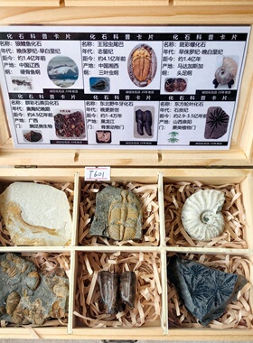 6种天然古生物化石标本科普礼盒