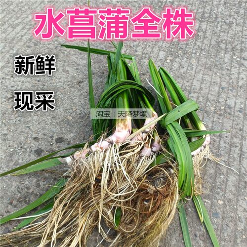 现挖新鲜水菖蒲根 臭蒲根 白菖蒲整株 药材 叶子 水菖蒲全株 鲜根 - 图1