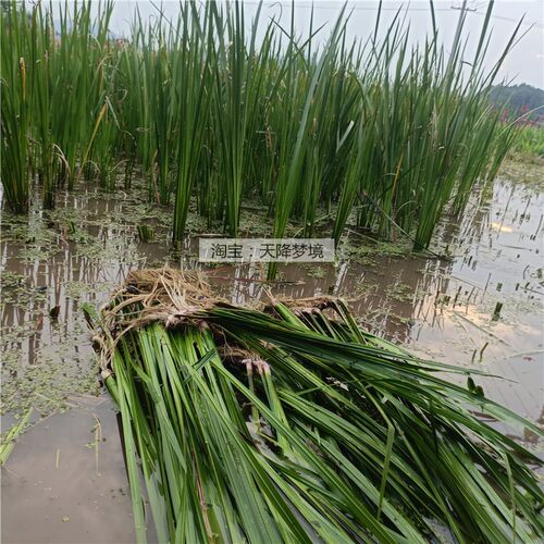 现挖新鲜水菖蒲根 臭蒲根 白菖蒲整株 药材 叶子 水菖蒲全株 鲜根 - 图3