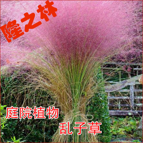 粉黛乱子草种子 多年生观赏草 乱子草种子 粉米利草 庭院花卉种子 - 图0